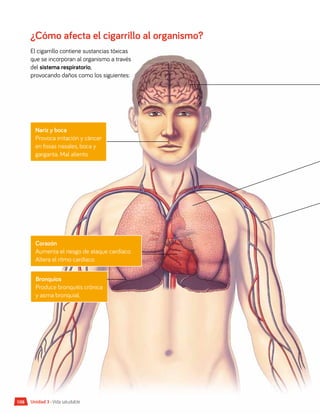 108 Unidad 3 • Vida saludable
Bronquios
Produce bronquitis crónica
y asma bronquial.
¿Cómo afecta el cigarrillo al organismo?
El cigarrillo contiene sustancias tóxicas
que se incorporan al organismo a través
del sistema respiratorio,
provocando daños como los siguientes:
Nariz y boca
Provoca irritación y cáncer
en fosas nasales, boca y
garganta. Mal aliento.
Corazón
Aumenta el riesgo de ataque cardíaco.
Altera el ritmo cardíaco.
 