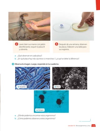 115
Lección 10 • Microorganismos y virus
a.	 	
¿Qué observan en cada placa?
b.	 ¿En qué placa hay más «puntos» o «manchas» ?, ¿a qué se debe la diferencia?
3 	Observa la imagen. Luego, responde en tu cuaderno.
a.	 ¿Dónde podemos encontrar estos organismos?
b.	 ¿Cómo podemos observar a estos organismos?
2 3
Laven bien sus manos con jabón
desinfectante, toquen la placa B
y ciérrenla.
Después de una semana, observen
las placas. Elaboren una tabla para
sus registros.
▲ Hongos
▲ Bacterias ▲ Virus
 