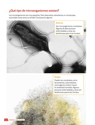 116 Unidad 3 • Vida saludable
Bacterias
Son microorganismos unicelulares.
Algunas de ellas provocan
enfermedades y otras son
beneficiosas para el ser humano.
Hongos
Pueden ser unicelulares, como
las levaduras, o pluricelulares,
como algunos mohos. Crecen
en ambientes húmedos. Algunos
provocan enfermedades y otros son
beneficiosos para el ser humano.
¿Qué tipo de microorganismos existen?
Los microorganismos son muy pequeños. Para observarlos, necesitamos un microscopio,
que amplía varias veces su tamaño. Conozcamos algunos:
 