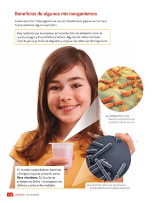 118 Unidad 3 • Vida saludable
Beneficios de algunos microorganismos
Existen muchos microorganismos que son beneficiosos para el ser humano.
Te presentamos algunos ejemplos:
En nuestro cuerpo habitan bacterias
y hongos, lo que es conocido como
flora microbiana. Su función es
protegernos de los microorganismos
dañinos y evitar enfermedades.
Hay bacterias que se emplean en la producción de alimentos como el
queso, el yogur y los probióticos lácteos. Algunas de dichas bacterias
contribuyen al proceso de digestión y mejoran las defensas del organismo.
▲
▲ Escherichia coli es una bacteria que
forma parte de la microbiota intestinal.
▲
▲ Lactobacillus es una
bacteria que participa en
la producción de lácteos.
 