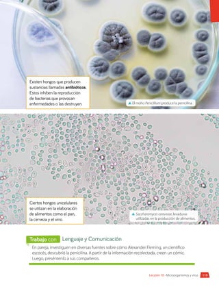 119
Lección 10 • Microorganismos y virus
Existen hongos que producen
sustancias llamadas antibióticos.
Estos inhiben la reproducción
de bacterias que provocan
enfermedades o las destruyen.
Ciertos hongos unicelulares
se utilizan en la elaboración
de alimentos como el pan,
la cerveza y el vino.
▲
▲ El moho Penicillium produce la penicilina.
▲
▲ Saccharomyces cerevisiae, levaduras
utilizadas en la producción de alimentos.
En pareja, investiguen en diversas fuentes sobre cómo Alexander Fleming, un científico
escocés, descubrió la penicilina. A partir de la información recolectada, creen un cómic.
Luego, preséntenlo a sus compañeros.
Lenguaje y Comunicación
Trabajo con
 