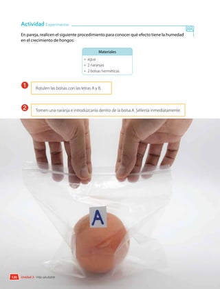 120 Unidad 3 • Vida saludable
En pareja, realicen el siguiente procedimiento para conocer qué efecto tiene la humedad
en el crecimiento de hongos:
Materiales
•	agua
•	 2 naranjas
•	 2 bolsas herméticas
Rotulen las bolsas con las letras A y B.
Tomen una naranja e introdúzcanla dentro de la bolsa A. Séllenla inmediatamente.
Actividad Experimentar
1
2
 