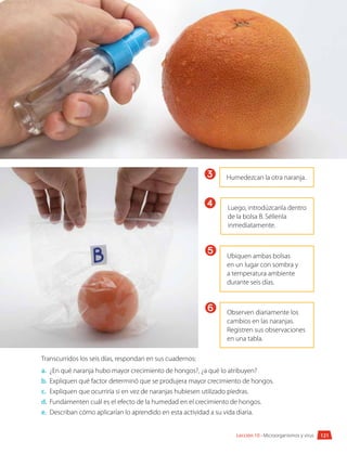 121
Lección 10 • Microorganismos y virus
Transcurridos los seis días, respondan en sus cuadernos:
a.	 ¿En qué naranja hubo mayor crecimiento de hongos?, ¿a qué lo atribuyen?
b.	 Expliquen qué factor determinó que se produjera mayor crecimiento de hongos.
c.	 Expliquen que ocurriría si en vez de naranjas hubiesen utilizado piedras.
d.	 Fundamenten cuál es el efecto de la humedad en el crecimiento de hongos.
e.	 Describan cómo aplicarían lo aprendido en esta actividad a su vida diaria.
Humedezcan la otra naranja.
3
Luego, introdúzcanla dentro
de la bolsa B. Séllenla
inmediatamente.
4
Ubiquen ambas bolsas
en un lugar con sombra y
a temperatura ambiente
durante seis días.
5
Observen diariamente los
cambios en las naranjas.
Registren sus observaciones
en una tabla.
6
 