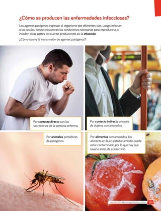 Por animales portadores
de patógenos.
Por contacto directo con las
secreciones de la persona enferma.
Por alimentos contaminados. Un
alimento en buen estado también puede
estar contaminado, por lo que hay que
lavarlo antes de consumirlo.
Por contacto indirecto a través
de objetos contaminados.
123
Lección 10 • Microorganismos y virus
¿Cómo se producen las enfermedades infecciosas?
Los agentes patógenos ingresan al organismo por diferentes vías. Luego, infectan
a las células, donde encuentran las condiciones necesarias para reproducirse, e
invaden otras partes del cuerpo, produciendo así la infección.
¿Cómo ocurre la transmisión de agentes patógenos?
 