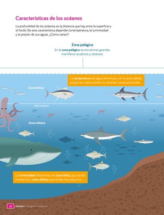 Características de los océanos
La profundidad de los océanos es la distancia que hay entre la superficie y
el fondo. De esta característica dependen la temperatura, la luminosidad
y la presión de sus aguas. ¿Cómo varían?
Zona pelágica
En la zona pelágica se encuentran grandes
mamíferos acuáticos y cetáceos.
Zona fótica
Zona afótica
200 metros
26 Unidad 1 • El agua en el planeta
La temperatura del agua disminuye con la profundidad,
ya que los rayos solares no alcanzan zonas profundas.
La luminosidad determina una zona fótica, que recibe
mucha luz, y zona afótica, que recibe muy poca luz.
 