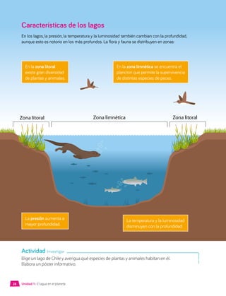 Zona litoral Zona litoral
Zona limnética
Características de los lagos
En los lagos, la presión, la temperatura y la luminosidad también cambian con la profundidad,
aunque esto es notorio en los más profundos. La flora y fauna se distribuyen en zonas:
Elige un lago de Chile y averigua qué especies de plantas y animales habitan en él.
Elabora un póster informativo.
Actividad Investigar
Unidad 1 • El agua en el planeta
28
En la zona litoral
existe gran diversidad
de plantas y animales.
La presión aumenta a
mayor profundidad.
La temperatura y la luminosidad
disminuyen con la profundidad.
En la zona limnética se encuentra el
plancton que permite la supervivencia
de distintas especies de peces.
 