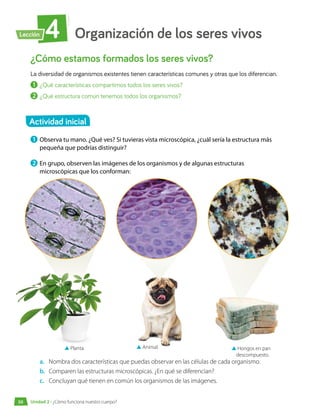 Organización de los seres vivos
4
Lección
¿Cómo estamos formados los seres vivos?
La diversidad de organismos existentes tienen características comunes y otras que los diferencian.
1 	¿Qué características compartimos todos los seres vivos?
2 	¿Qué estructura común tenemos todos los organismos?
1 	Observa tu mano. ¿Qué ves? Si tuvieras vista microscópica, ¿cuál sería la estructura más
pequeña que podrías distinguir?
2 	En grupo, observen las imágenes de los organismos y de algunas estructuras
microscópicas que los conforman:
a.	 Nombra dos características que puedas observar en las células de cada organismo.
b.	 Comparen las estructuras microscópicas. ¿En qué se diferencian?
c.	 Concluyan qué tienen en común los organismos de las imágenes.
▲ Planta. ▲ Animal. ▲ Hongos en pan
descompuesto.
Actividad inicial
Unidad 2 • ¿Cómo funciona nuestro cuerpo?
50
 