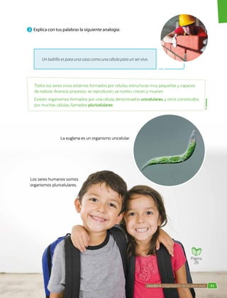 3 	Explica con tus palabras la siguiente analogía:
Todos los seres vivos estamos formados por células, estructuras muy pequeñas y capaces
de realizar diversos procesos: se reproducen, se nutren, crecen y mueren.
Existen organismos formados por una célula, denominados unicelulares, y otros constituidos
por muchas células, llamados pluricelulares.
La euglena es un organismo unicelular.
Los seres humanos somos
organismos pluricelulares.
Un ladrillo es para una casa como una célula para un ser vivo.
Página
28
51
Lección 4 • Organización de los seres vivos
 