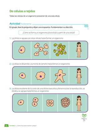 De células a tejidos
Todas las células de un organismo provienen de una sola célula.
En grupo, lean la pregunta y elijan una respuesta. Fundamenten su elección.
¿Cómo se forma un organismo pluricelular a partir de una célula?
1.	 La célula se agrupa con otras células hasta formar un organismo.
2.	 La célula se desarrolla y aumenta de tamaño hasta formar un organismo.
3.	 La célula resultante de la unión de una célula masculina y femenina tras la reproducción, se
divide y se agrupa hasta formar un organismo.
Actividad Fundamentar
Página
29
Unidad 2 • ¿Cómo funciona nuestro cuerpo?
52
 