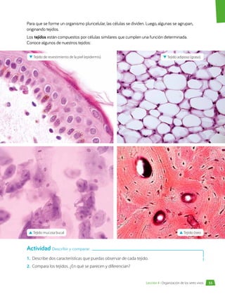 Para que se forme un organismo pluricelular, las células se dividen. Luego, algunas se agrupan,
originando tejidos.
Los tejidos están compuestos por células similares que cumplen una función determinada.
Conoce algunos de nuestros tejidos:
1.	 Describe dos características que puedas observar de cada tejido.
2.	 Compara los tejidos. ¿En qué se parecen y diferencian?
▼
▼ Tejido de revestimiento de la piel (epidermis).
▲
▲ Tejido mucosa bucal ▲
▲ Tejido óseo
▼
▼ Tejido adiposo (graso).
Actividad Describir y comparar
53
Lección 4 • Organización de los seres vivos
 
