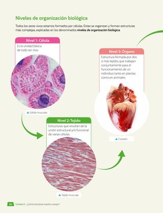Niveles de organización biológica
Todos los seres vivos estamos formados por células. Estas se organizan y forman estructuras
más complejas, explicadas en los denominados niveles de organización biológica.
▲
▲ Célula muscular.
Nivel 1: Célula
Es la unidad básica
de todo ser vivo.
▲
▲ Corazón.
Nivel 3: Órgano
Estructura formada por dos
o más tejidos que trabajan
conjuntamente para el
funcionamiento de un
individuo tanto en plantas
como en animales.
▲
▲ Tejido muscular.
Nivel 2: Tejido
Estructuras que resultan de la
unión estructural y/o funcional
de varias células.
Unidad 2 • ¿Cómo funciona nuestro cuerpo?
54
 