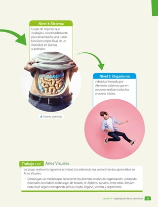 Nivel 5: Organismo
Individuo formado por
diferentes sistemas que en
conjunto realizan todos los
procesos vitales.
Nivel 4: Sistema
Grupo de órganos que
«trabajan» coordinadamente
para desempeñar una o más
funciones específicas de un
individuo en plantas
o animales.
▲
▲ Sistema digestivo.
En grupo realicen la siguiente actividad considerando sus conocimientos aprendidos en
Artes Visuales:
•	 Construyan un modelo que represente los distintos niveles de organización, utilizando
materiales reciclables como cajas de helado, té, fósforos, zapatos, entre otras. Rotulen
cada nivel según corresponda (célula, tejido, órgano, sistema y organismo).
Artes Visuales
Trabajo con
55
Lección 4 • Organización de los seres vivos
 
