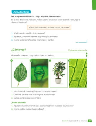 Actividad final
Observa las imágenes. Luego, responde en tu cuaderno.
1.	 ¿A qué nivel de organización corresponde cada imagen?
2.	 Ordénalas desde el nivel más simple al más complejo.
3.	 Explica cómo se relacionan entre sí.
¿Cómo aprendo?
1.	 ¿Qué dificultades has tenido para aprender sobre los niveles de organización?
2.	 ¿Cómo podrías mejorar tu aprendizaje?
Lee la siguiente información. Luego, responde en tu cuaderno.
En la clase de Ciencias Naturales, Pamela y Sonia estudiaban sobre la célula, y les surgió la
siguiente inquietud:
¿Cómo varía el tamaño celular en plantas y animales?
1.	 ¿Cuáles son las variables de la pregunta?
2.	 ¿Qué estructura común tienen las plantas y los animales?
3.	 ¿Cómo será el tamaño celular en animales y plantas?
¿Cómo voy? Evaluación intermedia
1 2 3 4
57
Lección 4 • Organización de los seres vivos
 