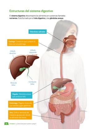 Estructuras del sistema digestivo
El sistema digestivo descompone los alimentos en sustancias llamadas
nutrientes. Está formado por el tubo digestivo y las glándulas anexas.
Esófago. Conducto que conecta la
boca con el estómago.
Glándulas salivales
Estómago. Órgano muscular
que secreta jugos gástricos.
Ano. Orificio terminal del
intestino grueso por donde
se eliminan las heces.
Lóbulo
derecho
Lóbulo
izquierdo
Conducto
biliar
Vesícula
biliar
Hígado. Glándula anexa
que produce bilis.
Unidad 2 • ¿Cómo funciona nuestro cuerpo?
60
 