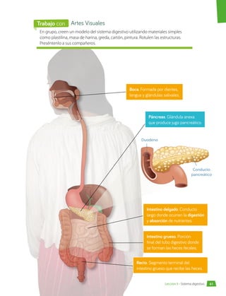 Intestino delgado. Conducto
largo donde ocurren la digestión
y absorción de nutrientes.
Boca. Formada por dientes,
lengua y glándulas salivales.
En grupo, creen un modelo del sistema digestivo utilizando materiales simples
como plastilina, masa de harina, greda, cartón, pintura. Rotulen las estructuras.
Preséntenlo a sus compañeros.
Artes Visuales
Trabajo con
Recto. Segmento terminal del
intestino grueso que recibe las heces.
Intestino grueso. Porción
final del tubo digestivo donde
se forman las heces fecales.
Duodeno
Conducto
pancreático
Páncreas. Glándula anexa
que produce jugo pancreático.
61
Lección 5 • Sistema digestivo
 
