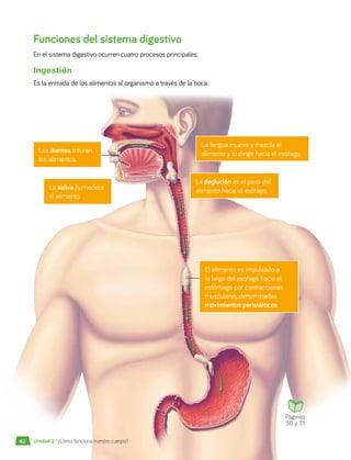 Funciones del sistema digestivo
En el sistema digestivo ocurren cuatro procesos principales:
Ingestión
Es la entrada de los alimentos al organismo a través de la boca.
Los dientes trituran
los alimentos.
La lengua mueve y mezcla el
alimento y lo dirige hacia el esófago.
La saliva humedece
el alimento.
La deglución es el paso del
alimento hacia el esófago.
El alimento es impulsado a
lo largo del esófago hacia el
estómago por contracciones
musculares, denominadas
movimientos peristálticos.
Páginas
30 y 31
Unidad 2 • ¿Cómo funciona nuestro cuerpo?
62
 