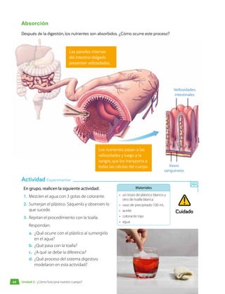 Absorción
Después de la digestión, los nutrientes son absorbidos. ¿Cómo ocurre este proceso?
Los nutrientes pasan a las
vellosidades y luego a la
sangre, que los transporta a
todas las células del cuerpo.
Las paredes internas
del intestino delgado
presentan vellosidades.
Vasos
sanguíneos
Vellosidades
intestinales
En grupo, realicen la siguiente actividad:
1.	 Mezclen el agua con 3 gotas de colorante.
2.	 Sumerjan el plástico. Sáquenlo y observen lo
que sucede.
3.	 Repitan el procedimiento con la toalla.
Respondan:
a.	 ¿Qué ocurre con el plástico al sumergirlo
en el agua?
b.	 ¿Qué pasa con la toalla?
c.	 ¿A qué se debe la diferencia?
d.	 ¿Qué proceso del sistema digestivo
modelaron en esta actividad?
Materiales
•	 un trozo de plástico blanco y
otro de toalla blanca
•	 vaso de precipitado 100 mL
•	aceite
•	 colorante rojo
•	agua
Actividad Experimentar
Cuidado
Unidad 2 • ¿Cómo funciona nuestro cuerpo?
64
 