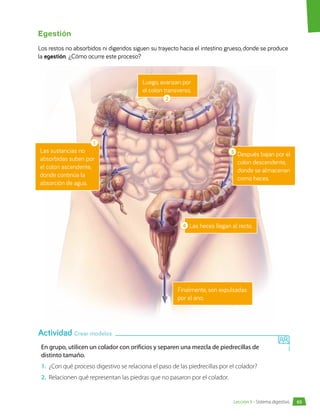 Egestión
Los restos no absorbidos ni digeridos siguen su trayecto hacia el intestino grueso, donde se produce
la egestión. ¿Cómo ocurre este proceso?
Luego, avanzan por
el colon transverso.
Las sustancias no
absorbidas suben por
el colon ascendente,
donde continúa la
absorción de agua.
Las heces llegan al recto.
Finalmente, son expulsadas
por el ano.
Después bajan por el
colon descendente,
donde se almacenan
como heces.
1
2
3
4
En grupo, utilicen un colador con orificios y separen una mezcla de piedrecillas de
distinto tamaño.
1.	 ¿Con qué proceso digestivo se relaciona el paso de las piedrecillas por el colador?
2.	 Relacionen qué representan las piedras que no pasaron por el colador.
Actividad Crear modelos
65
Lección 5 • Sistema digestivo
 