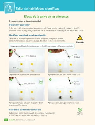Taller de habilidades científicas
Efecto de la saliva en los alimentos
En grupo, realicen la siguiente actividad:
Observar y preguntar
En la clase de Ciencias Naturales, la profesora explicó que la saliva inicia la digestión del almidón.
Entonces, Emilio se preguntó: ¿qué ocurre con el almidón de un trozo de pan por efecto de la saliva?
Planificar y conducir una investigación
Observen el montaje experimental de las imágenes y hagan un listado
de los materiales que requerirán. Luego, describan el diseño experimental.
Importante: el lugol al reaccionar con el almidón cambia de café a negro azulado.
Pan
2 mL de agua
2 mL
de agua
5 gotas
de lugol
1 mL de saliva
Analizar la evidencia y comunicar
Elaboren un póster que incluya la pregunta de investigación,
el diseño experimental y los resultados obtenidos.
1
3
2
4
Cuidado
15
minutos
Agreguen 2 mL de agua en los vasos 1 y 2.
Depositen un trozo de pan en cada vaso.
Agreguen 1 mL de saliva en el vaso 1 y dejen
reposar por 15 minutos.
Agreguen 5 mL de lugol en ambos vasos.
Páginas
34 y 35
Unidad 2 • ¿Cómo funciona nuestro cuerpo?
66
 