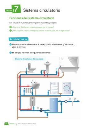 Sistema circulatorio
7
Lección
Funciones del sistema circulatorio
Las células de nuestro cuerpo requieren nutrientes y oxígeno.
1 	¿Cómo se distribuyen estas sustancias por el cuerpo?
2 	¿Qué órganos y estructuras participan en su transporte por el organismo?
1 	Ubica tu mano en el centro de tu tórax y presiona levemente. ¿Qué sientes?,
¿qué lo provoca?
2 	En parejas, observen los siguientes esquemas:
Sistema de cañerías de una casa.
Actividad inicial
Unidad 2 • ¿Cómo funciona nuestro cuerpo?
82
 