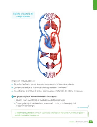 Respondan en sus cuadernos:
a.	 Describan las funciones que tienen los componentes del sistema de cañerías.
b.	 ¿En qué se asemejan el sistema de cañerías y el sistema circulatorio?
c.	 Considerando la similitud de ambos sistemas, ¿cuál es la función del sistema circulatorio?
3 	En grupo, hagan un modelo del sistema circulatorio:
•	 Dibujen, en un papelógrafo, la silueta de uno de los integrantes.
•	 Con un globo rojo a medio inflar representen el corazón y con lana roja y azul,
el recorrido de la sangre.
El sistema circulatorio es como un sistema de cañerías que transporta nutrientes, oxígeno y
también sustancias de desecho.
Sistema circulatorio del
cuerpo humano.
83
Lección 7 • Sistema circulatorio
 