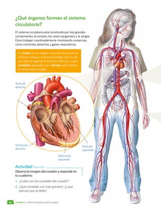 ¿Qué órganos forman el sistema
circulatorio?
El sistema circulatorio está constituido por tres grandes
componentes: el corazón, los vasos sanguíneos y la sangre.
Estos trabajan coordinadamente movilizando sustancias,
como nutrientes, desechos y gases respiratorios.
El corazón es un órgano muscular hueco que se
contrae y relaja, e impulsa la sangre que circula
por todo el organismo. Está formado por cuatro
cavidades separadas por válvulas que impiden
el retorno de la sangre.
Observa la imagen del corazón y responde en
tu cuaderno:
1.	 ¿Cuáles son las cavidades del corazón?
2.	 ¿Qué cavidades son más grandes?, ¿a qué
piensas que se debe?
Aurícula
derecha
Aurícula
izquierda
Ventrículo
derecho
Ventrículo
izquierdo
Actividad Describir
Unidad 2 • ¿Cómo funciona nuestro cuerpo?
84
 