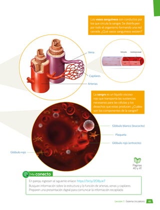 Los vasos sanguíneos son conductos por
los que circula la sangre. Se distribuyen
por todo el organismo formando una red
cerrada. ¿Qué vasos sanguíneos existen?
La sangre es un líquido viscoso
rojo que transporta las sustancias
necesarias para las células y los
desechos que estas producen. ¿Cuáles
son los componentes de la sangre?
Glóbulo blanco (leucocito)
Glóbulo rojo (eritrocito)
Plaqueta
Glóbulo rojo
Me conecto
En pareja, ingresen al siguiente enlace: https://bit.ly/2O8yJeT
Busquen información sobre la estructura y la función de arterias, venas y capilares.
Preparen una presentación digital para comunicar la información recopilada.
Vena
Capilares
Arterias
Eritrocito membrana basal
Páginas
40 y 41
85
Lección 7 • Sistema circulatorio
 