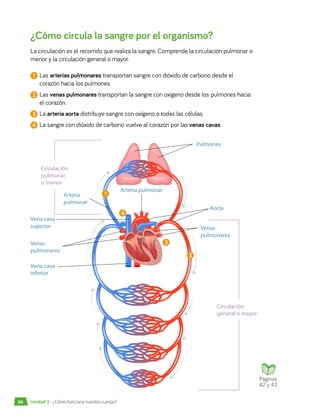 ¿Cómo circula la sangre por el organismo?
La circulación es el recorrido que realiza la sangre. Comprende la circulación pulmonar o
menor y la circulación general o mayor.
Pulmones
Aorta
Venas
pulmonares
Arteria pulmonar
Arteria
pulmonar
Vena cava
superior
Vena cava
inferior
Venas
pulmonares
Páginas
42 y 43
1
4
3
2
1 	Las arterias pulmonares transportan sangre con dióxido de carbono desde el
corazón hacia los pulmones.
2 	Las venas pulmonares transportan la sangre con oxígeno desde los pulmones hacia
el corazón.
3 	La arteria aorta distribuye sangre con oxígeno a todas las células.
4 	La sangre con dióxido de carbono vuelve al corazón por las venas cavas.
Circulación
general o mayor
Circulación
pulmonar
o menor
Unidad 2 • ¿Cómo funciona nuestro cuerpo?
86
 