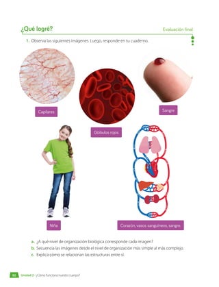 1.	 Observa las siguientes imágenes. Luego, responde en tu cuaderno.
a.	 ¿A qué nivel de organización biológica corresponde cada imagen?
b.	 Secuencia las imágenes desde el nivel de organización más simple al más complejo.
c.	 Explica cómo se relacionan las estructuras entre sí.
Capilares
Glóbulos rojos
Niña Corazón, vasos sanguíneos, sangre.
Sangre
¿Qué logré? Evaluación final
Unidad 2 • ¿Cómo funciona nuestro cuerpo?
92
 
