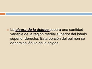  La cisura de la ácigos separa una cantidad
variable de la región medial superior del lóbulo
superior derecha. Esta porción del pulmón se
denomina lóbulo de la ácigos.
 