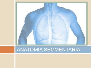 ANATOMIA SEGMENTARIA
 