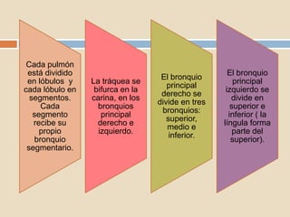 Cada pulmón
está dividido
en lóbulos y
cada lóbulo en
segmentos.
Cada
segmento
recibe su
propio
bronquio
segmentario.
La tráquea se
bifurca en la
carina, en los
bronquios
principal
derecho e
izquierdo.
El bronquio
principal
derecho se
divide en tres
bronquios:
superior,
medio e
inferior.
El bronquio
principal
izquierdo se
divide en
superior e
inferior ( la
língula forma
parte del
superior).
 