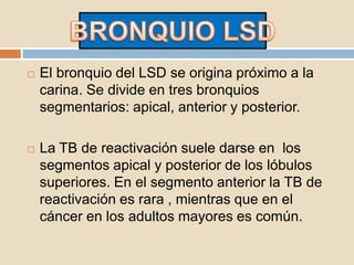  El bronquio del LSD se origina próximo a la
carina. Se divide en tres bronquios
segmentarios: apical, anterior y posterior.
 La TB de reactivación suele darse en los
segmentos apical y posterior de los lóbulos
superiores. En el segmento anterior la TB de
reactivación es rara , mientras que en el
cáncer en los adultos mayores es común.
 