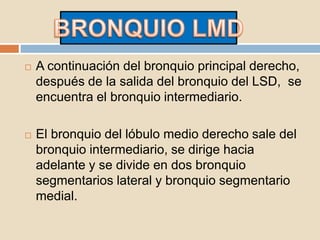  A continuación del bronquio principal derecho,
después de la salida del bronquio del LSD, se
encuentra el bronquio intermediario.
 El bronquio del lóbulo medio derecho sale del
bronquio intermediario, se dirige hacia
adelante y se divide en dos bronquio
segmentarios lateral y bronquio segmentario
medial.
 
