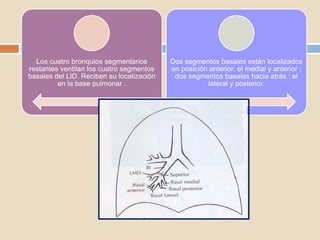 Los cuatro bronquios segmentarios
restantes ventilan los cuatro segmentos
basales del LID. Reciben su localización
en la base pulmonar .
Dos segmentos basales están localizados
en posición anterior: el medial y anterior ;
dos segmentos basales hacia atrás : el
lateral y posterior.
 