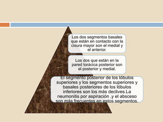 Los dos segmentos basales
que están en contacto con la
cisura mayor son el medial y
el anterior.
Los dos que están en la
pared torácica posterior son
el posterior y medial.
El segmento posterior de los lóbulos
superiores y los segmentos superiores y
basales posteriores de los lóbulos
inferiores son los más declives.La
neumonitis por aspiración ,y el absceso
son más frecuentes en estos segmentos.
 