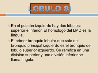  En el pulmón izquierdo hay dos lóbulos:
superior e inferior. El homologo del LMD es la
língula.
 El primer bronquio lobular que sale del
bronquio principal izquierdo es el bronquio del
lobulo superior izquierdo. Se ramifica en una
división superior y una división inferior se
llama língula.
 