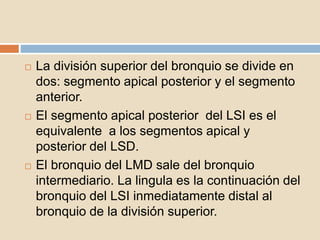  La división superior del bronquio se divide en
dos: segmento apical posterior y el segmento
anterior.
 El segmento apical posterior del LSI es el
equivalente a los segmentos apical y
posterior del LSD.
 El bronquio del LMD sale del bronquio
intermediario. La lingula es la continuación del
bronquio del LSI inmediatamente distal al
bronquio de la división superior.
 