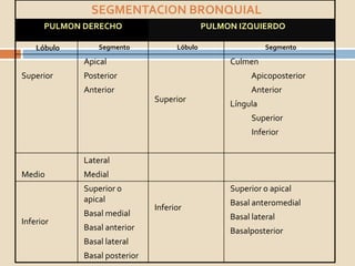 SEGMENTACION BRONQUIAL
PULMON DERECHO PULMON IZQUIERDO
Lóbulo Segmento Lóbulo Segmento
Superior
Apical
Posterior
Anterior
Superior
Culmen
Apicoposterior
Anterior
Língula
Superior
Inferior
Medio
Lateral
Medial
Inferior
Superior o
apical
Basal medial
Basal anterior
Basal lateral
Basal posterior
Inferior
Superior o apical
Basal anteromedial
Basal lateral
Basalposterior
 