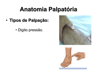 Anatomia Palpatória
• Tipos de Palpação:
• Digito pressão.
 