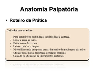 Anatomia Palpatória
• Roteiro da Prática
 