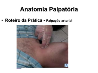 Anatomia Palpatória
• Roteiro da Prática - Palpação arterial
 