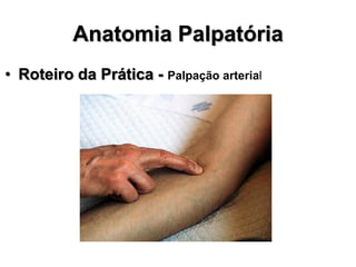 Anatomia Palpatória
• Roteiro da Prática - Palpação arterial
 