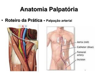 Anatomia Palpatória
• Roteiro da Prática - Palpação arterial
 