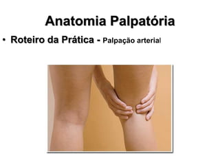 Anatomia Palpatória
• Roteiro da Prática - Palpação arterial
 