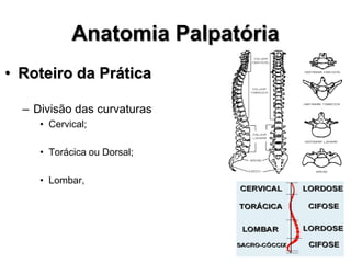 Anatomia Palpatória
• Roteiro da Prática
– Divisão das curvaturas
• Cervical;
• Torácica ou Dorsal;
• Lombar,
 