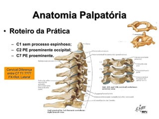 Anatomia Palpatória
• Roteiro da Prática
– C1 sem processo espinhoso;
– C2 PE proeminente occipital;
– C7 PE proeminente.
Cervical Diferença
entre C7 T1 ????
FX+Rot. Lateral
 