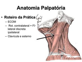 Anatomia Palpatória
• Roteiro da Prática
– ECOM
– Rot. contralateral + FX
lateral discreta
ipsilateral
– Clavícula e esterno
 