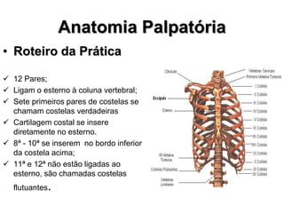 Anatomia Palpatória
• Roteiro da Prática
 12 Pares;
 Ligam o esterno à coluna vertebral;
 Sete primeiros pares de costelas se
chamam costelas verdadeiras
 Cartilagem costal se insere
diretamente no esterno.
 8ª - 10ª se inserem no bordo inferior
da costela acima;
 11ª e 12ª não estão ligadas ao
esterno, são chamadas costelas
flutuantes.
 