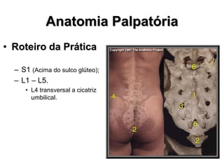 Anatomia Palpatória
• Roteiro da Prática
– S1 (Acima do sulco glúteo);
– L1 – L5.
• L4 transversal a cicatriz
umbilical.
 